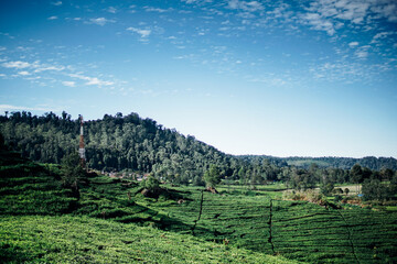 morning atmosphere on the expanse of tea plantations