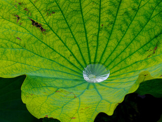 水が溜まったハス
