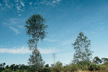 morning atmosphere on the expanse of tea plantations