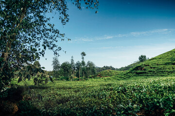 Obraz premium morning atmosphere on the expanse of tea plantations