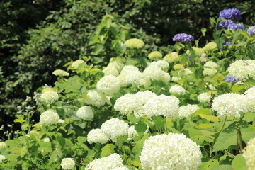 青色と白色のアジサイ