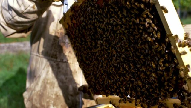 closeup of bees in hive making honey