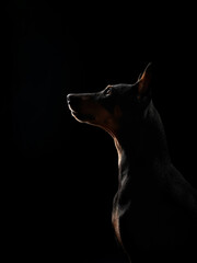 Standard pinscher on a black background. Portrait of a dog in the studio. beautiful pet