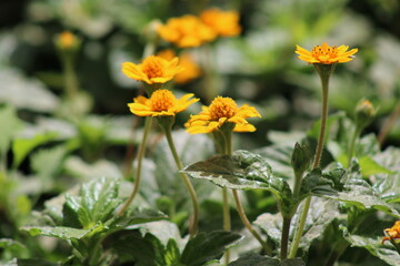 Yellow companionship