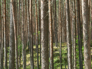 Fototapeta premium Pine trees and fir trees in the forest close up. Coniferous forest landscape in sunny day. Nature reserve. Evergreen Pine tree forest in sunlight.