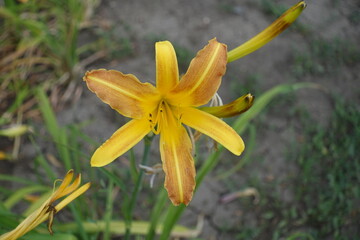 Close shot of orange and yellow flower of Hemerocallis fulva in mid July