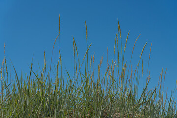 Green grass against a blue sky. The concept of pure nature. Natural background. Space for text.