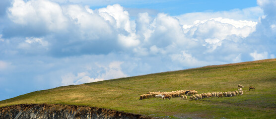 Fototapeta na wymiar Flock of sheep grazing on hill in Zlatibor