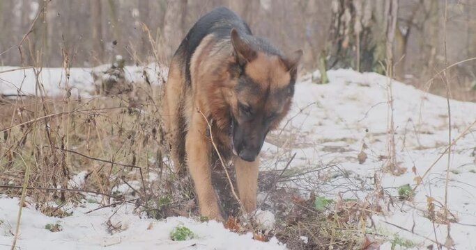 Purebred German Shepherd barks and digs snow with its paws. The dog barks at a stick, digs the ground in the forest. Winter, cold, snow. Pet stick games.