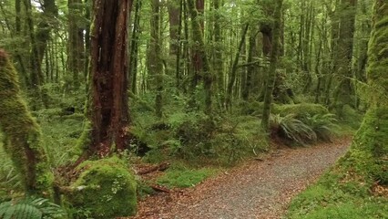 Stabilized shot of footpath amidst trees in forest