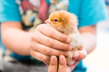 Easter Baby Chicks with Preschoolers