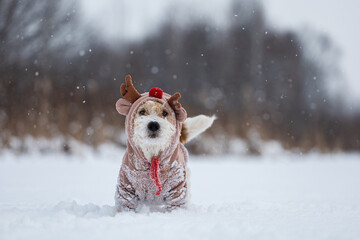 Dog on the background of trees in the park. Portrait of a Jack Russell Terrier dressed as a fawn. Snowing