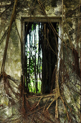 A window opening full with tree root in old abandon house