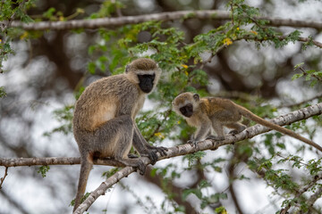 Africa - Kenyada Vervet monkey on tree with cub .