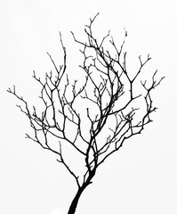 dry dead branch of tree. isolated on white background. tree silhouette. illustration.