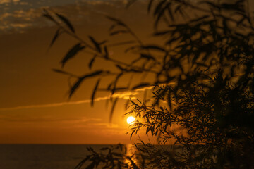 The silhouette of tree branches against the background of a bright sunset over the sea. Natural background.