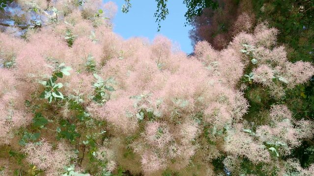 Skumpiya tanning, Cotinus coggygria or Smoke tree	
