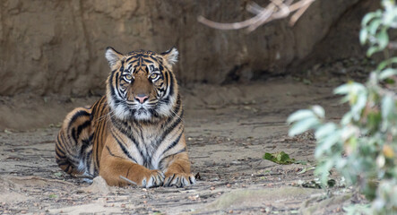 美しいトラ　スマトラトラ