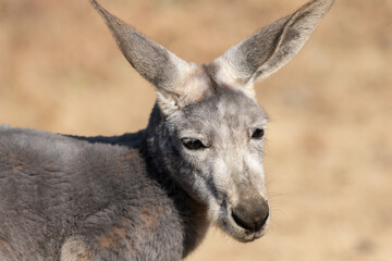 見つめるアカカンガルー