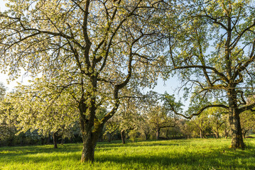 Blooming cherry trees on meadow orchard, Baden-Wuerttemberg, Germany