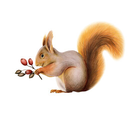 Watercolor red cute squirrel with fluffy tail holding branches with red berries isolated on white background