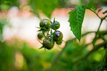 young cherry tomatoes in the garden