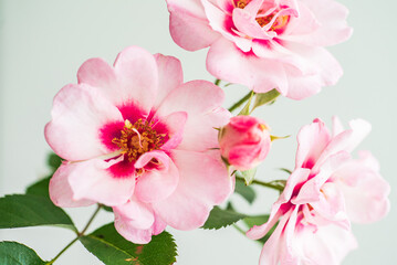 beautiful rose in the vase