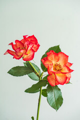 Obraz premium beautiful rose in the vase