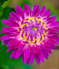 nice dahlia in the garden