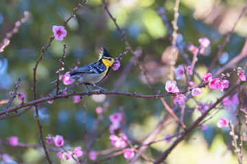 Yellow cheek Tit Bird on the sakura Tree