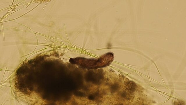 ciliated flatworm Turbellaria under the microscope - optical microscope x200 magnification