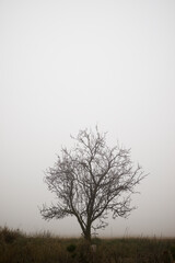 Fototapeta na wymiar Tree between the fog, Zaragoza province in Spain.