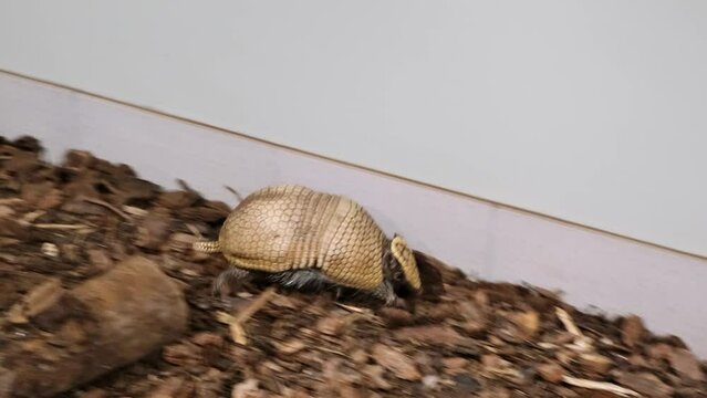 Three-banded armadillo is running by allocated in zoo territory. Funny animals. Tolypeutes matacus. Symbol of letter A on a head. Fast run. Zoo life. Close-up. 4K.