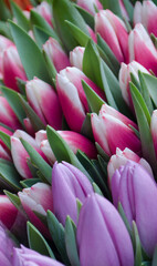 Bouquet of fresh pink tulips on a light blurred background.