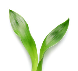 Green bamboo leaves on white background