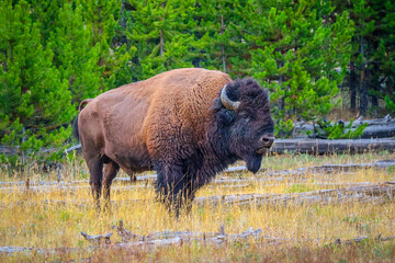 American Bison in the field of Yellowstone National Park, Wyoming
