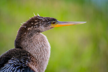 A Female Anhinga in Everglades National Park, Florida