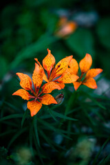 Orange flowers over a lush green background