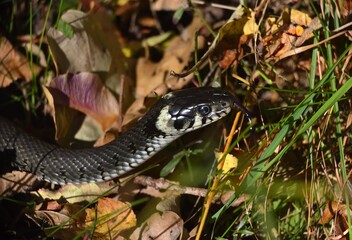 grass snake close up you can clearly see the eye and scales and the forked tongue