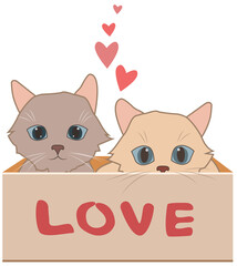 two cat puppies looking at the viewer hiding in a box