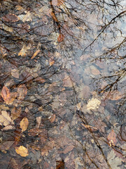 reflection of trees in the water dry leaves in autumn in a puddle in the rain