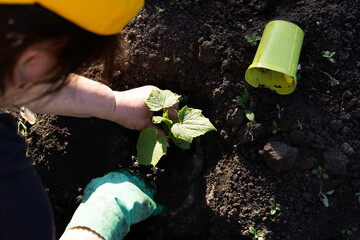 planting cucumber seedlings in the ground, the concept of gardening and growing eco products