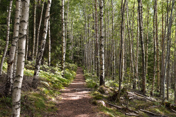 Birch Forest in the North of Sweden
