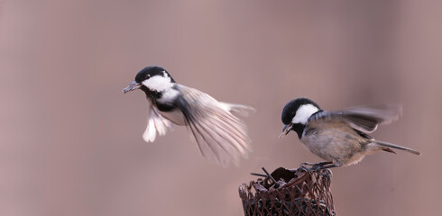 Naklejka premium A small Coal tit bird flies away from the feeder at the moment when another one sits on it..