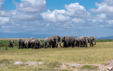 Obraz na płótnie Canvas Herd of African Elephants walking through grass in Kenya National Park