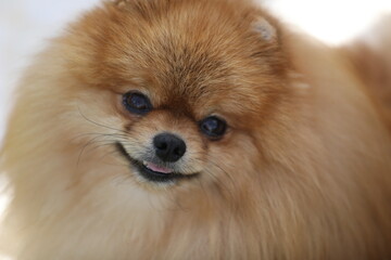 portrait of beautiful pomeranian spitz dog. close up