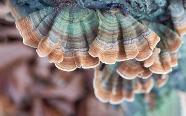 Trametes versicolor (Coriolus versicolor, Polyporus versicolor) polypore mushroom close up with shallow depth of field. Scenic natural mushroom texture