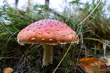 Red fly agaric against the background of the forest. Red fly agaric mushroom in the grass. Amanita muscaria.
