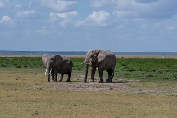 Elephants in natural habitat in South Africa.