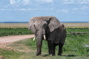 Fototapeta na wymiar African Elephant walking on dirt road in Kenya National Park.